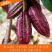 Superfoodies Raw Organic Cocoa/Cacao Nibs 1KG - Criollo Beans from Peru, Non-GMO - Pack of 1 - Buy Online on GoSupps.com