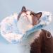 Soft Cat Recovery Collar | Adjustable Lick Protection for Surgery & Injuries (Size S) - Buy Online on GoSupps.com