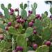 Prickly Pear Seed Oil Organic Cold Pressed Unrefined Natural 2 Fl Oz. - Buy Online on GoSupps.com