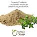 Organic Way Brahmi Leaf Powder (Bacopa Monnieri) - Organic & Kosher Certified | Raw Vegan Non GMO & Gluten Free | USDA Certified | Origin - India (1/4 LBS) 4 Ounce (Pack of 1) - Buy Online on GoSupps.com