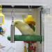Xzhixiao 1 Piece Bird Parrot Bell Toy with Sweet Sound Stainless Steel Bell Toy Squirrel Bells Bell Hanging Toy Used for Bird Parrot Macaw African Greys Cockatoo Parakeet Cockatiels(S/ 7.7'') - Buy Online on GoSupps.com