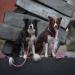 Trixie Cavo V-Line Adjustable Dog Leash 2.00m 12mm - Fuchsia/Grafit for Small to Medium Dogs | Perfect for Outdoor Activities - Buy Online on GoSupps.com