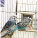 Hanging Bird Mirror Swing Toy - Interactive Play for Small Parrots & Birds - 2PCS - Buy Online on GoSupps.com