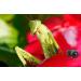 Raynox DCR-150 Snap-On Macro Lens - Enhance Your Photography with Precision - Buy Online on GoSupps.com
