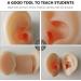 Silicone Ear Models - Practice Acupuncture and Medical Training - Buy Online on GoSupps.com