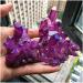 Natural Quartz Amethyst Cluster Crystal Stone Electroplated Colorful Crysral Cluster Home Gifts 1pcs Crystal (Color : Amethyst Cluster Size : 90-100g) 90-100g Amethyst Cluster - Buy Online on GoSupps.com