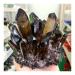 400g/500g/600g Natural Smoking Quartz Cluster Crystals Stones for Home Decoration (Size : 600g)
