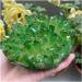 Natural Crystal Rough Natural Rainbow Halo Quartz Cluster Restoration Home Decoration Stone Gift Crafts (Size : 450-500g) - Buy Online on GoSupps.com