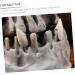 Ibasenice Halloween Accessories - 18 Artificial Dentures Cosplay Tools for Vampires | Safe & Realistic Fake Teeth Decorations - Buy Online on GoSupps.com