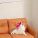 Fousenuk 12-Pack Cat Toys - Extendable Fishing Rod with Springs for Intelligent Play - 31cm to 83cm - Perfect for Cat Employment - Buy Online on GoSupps.com
