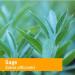 Herb Pharm Sage Extract 1 fl oz - Premium Herbal Supplement - Buy Online on GoSupps.com