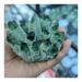 for 300-400g Natural Green Ghost Quartz Crystal Cluster Crystals raw Gem Specimen for Home&Office Decoration fengshui