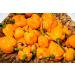 Premium 4oz Habanero Chile Powder - Natural & Bold Flavor | Amazing Chiles and Spices - Buy Online on GoSupps.com
