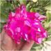 Rare Beautiful red Flame Aura Quartz Crystal Cluster Specimen 120-140g Gift - Buy Online on GoSupps.com