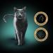 Sheba Domes Fillets Wet Adult Cat Food Chicken Tapered Fillets Pack of 2 x (16x60g) - Buy Online on GoSupps.com