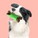 Kotieletzen Durable Dog Toys for Puppies & Large Breeds | Safe Chicken Play for Strong Chewers | PW Tools Green - Buy Online on GoSupps.com