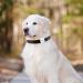 Pet GPS Tracker | Waterproof GPS Dog Tracker - Mini Wireless Waterproof GPS Dog Tracker No Monthly Fee App Locator Works with Any Collar - Buy Online on GoSupps.com