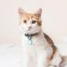 Shop Pawaii: Personalized Dog & Cat Brands QR Code Address Tags Noiseless Wear-Resistant Silicone for Dogs - Buy Online on GoSupps.com