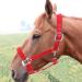 Horse Fly Control Horse Heads 6mm Training Leadership Driving Headpiece - Buy Online on GoSupps.com
