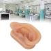 Silicone Human Ear Model with Display Stand - Acupuncture & Piercing Practice Tool - Buy Online on GoSupps.com