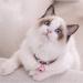 Ivia Pet Cat Bell Set for Dog Collars - 4 Pieces Stainless Steel Clips & Training Accessories - Buy Online on GoSupps.com