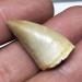 1 20-30mm Natural Animal Mosasaur Tooth Specimen which can be Used as a Gift Decoration Pendant Reiki Stone ERTEYIN - Buy Online on GoSupps.com
