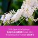 Remifemin Mono 90 Tablets for Light to Medium Menopause Symptoms - Hormone-Free Vegan Friendly - Buy Now! - Buy Online on GoSupps.com