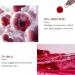 AHA 30% + BHA 2% Peeling Solution AHA Serum for Hydrated BHA Serum for Face Smooth Skin Exfoliating Facial Serum Brightening Serum Skincare Hyaluronic Acid Serum Moisturiser Face Reduce Pore Blockage - Buy Online on GoSupps.com