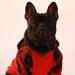 Fitwarm Plaid Pet Sweatshirt Hoodie for Dogs and Cats - Red, Medium - Buy Online on GoSupps.com