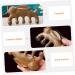 Healvian Green Sandalwood Massage Comb Set - 4 Pieces for Blood Circulation Relaxation & Breastfeeding Gentle Wooden Wide Tooth Combs for Ladies - Perfect Gift - Buy Online on GoSupps.com