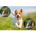 Valfrid Anti-Slip Paw Protection for Dogs - 48 Self-Adhesive Silicone Gel Pads Non-Slip Traction Dog Shoes Multicolor Size S (0-5kg) - Buy Online on GoSupps.com