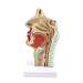 Life Size Nasal Cavity Model Anatomical Oral Throat Model Nasopharyngeal Cavity ENT Medical Educational Training Aid