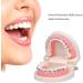 Dytah Orthodontic Demonstration Model - Teeth Study Model with Metal Arch Wire & Brackets for Effective Teaching - Buy Online on GoSupps.com