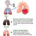 Stadsweg Respinature Herbal Lung Cleanse Mist 30ml Powerful Respiratory Support Spray - Buy Online on GoSupps.com