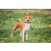 Yudote Soft Dog Collar - Natural Cotton for Sensitive Skin Medium Calm Dogs - Oxford Blue (1 Pack) - Buy Online on GoSupps.com