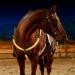 Dowoa LED Horse Harness - Robust & Comfortable Chest Strap for Safety & Visibility | Ideal for Night Riding (Yellow) - Buy Online on GoSupps.com