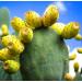 Prickly Pear Seed Oil Organic Cold Pressed Unrefined Natural 2 Fl Oz. - Buy Online on GoSupps.com