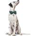 Lionet Paw's Comfortable Silk Christmas Dog Collar with Removable Fly for Small Dogs - Green (Neck 25-40cm) | Perfect Gift for Pets - Buy Online on GoSupps.com