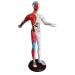 60cm Acupuncture Human Body Acupoint Model Semi-Muscle Acupuncture Point Model with Clear Lettering and Skeletal Viscera Model for Teaching Aids