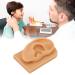 Dauerhaft Flexible Silicone Right Ear Model - Ideal for Display, Prevents Damage - Clear Structure - Buy Online on GoSupps.com