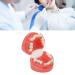 Buy GFRGFH Dental Model with 24 Teeth - Half Metal Half Ceramic Bracket for Teaching & Study - International Shipping Available - Buy Online on GoSupps.com