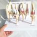 Artificial Dog Knee Joint Model 4 Phase Dog Knee Joint Model PVC Size Dog Knee Joint Model
