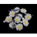 Yueton 10pcs Little Daisy Flower Hair Clips - White | Bride Head-wear Bobby Pin Alligator Clip Barrettes for Women - Buy Online on GoSupps.com