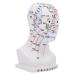 Gleavi acupuncture point model Models human headmodel head acupuncture model head massage model massage model for the human head pvc model head face white white 22x12x8cm