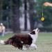 Buy Durable Dog Toys: Flee Durafoam Ball & Rope - Perfect for Large & Small Dogs - International Shipping Available - Buy Online on GoSupps.com
