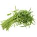 Buy Water Spout Sides Vietnam - Ong Choy Water Spout Sides for Planting - 200+ Quality Sides for International Shipping - Buy Online on GoSupps.com