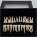 Fhuili Two-Color Permanent Teeth Model - 20 Artificial Dentures for Dental Study & Oral Demonstration - Buy Online on GoSupps.com