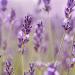 NATURE'S APOTHECARY Lavender Body Butter - 24-Hour Intense Hydration Hypoallergenic & All-Natural Made in USA - Buy Online on GoSupps.com
