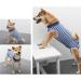 WPCASE DOG Professional Recovery Suit - Surgical Support Shirt for Dogs | E-Collar Alternative for Belly Wounds | Blue Size M - Buy Online on GoSupps.com
