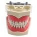 1PC Dental Tooth Teach Exercise Modell Universal Type Soft rubber teeth model with removable teeth compatible for teaching studying medically